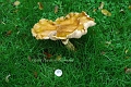 giant parasol fungus, fungi